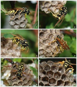 Wasp extermination MN
