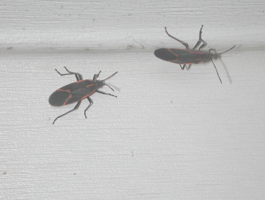 Box Elder Bug Pest Control Minneapolis MN | Pest Control Blog