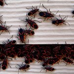 Pest Removal MN