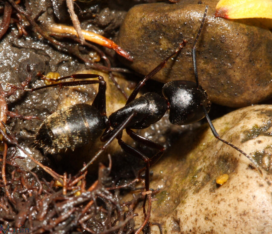 minnesota-ant-pest-control-carpenter-ants-pest-control-blog