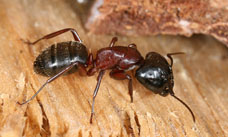 Ant Exterminator MN