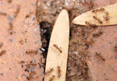 Ant Infestation Control MN
