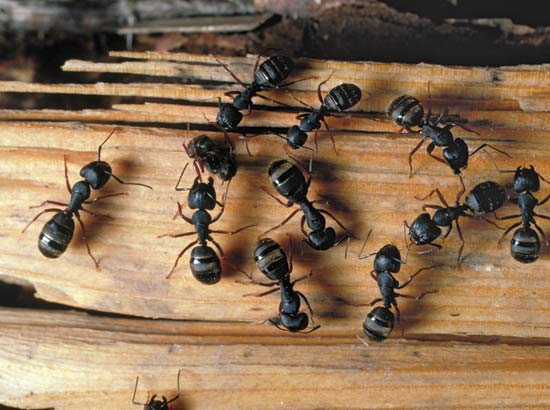 Carpenter Ant Exterminator Minneapolis