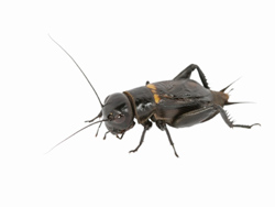 Cricket Infestation Removal | Cricket Exterminator MN