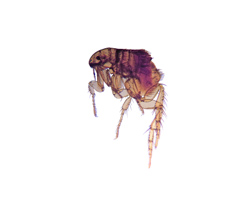 Biting Flea Exterminator MN