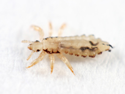 Lice Infestation Exterminators MN