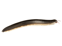 Millipede Exterminator MN