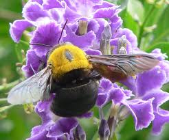 Carpet Bee