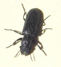 Beetle Extermination MN