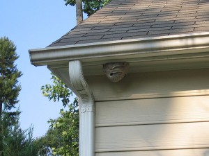 Wasp Nest Removal