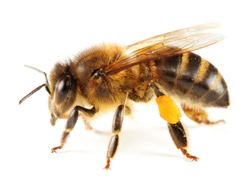 Bee Exterminator