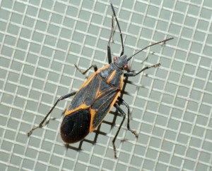 Bug Extermination MN