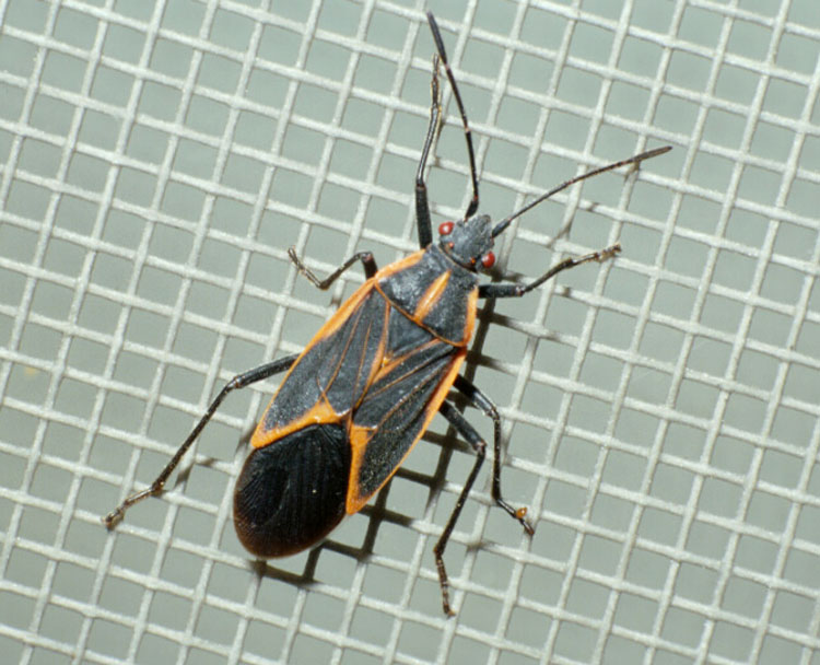 boxelder bugs