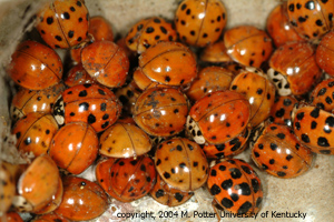 Asian Lady Beetles