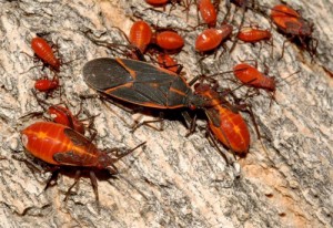 Box Elder Bug Extermination