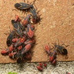 Boxelder bug exterminator