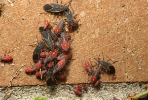 Boxelder bug exterminator MN