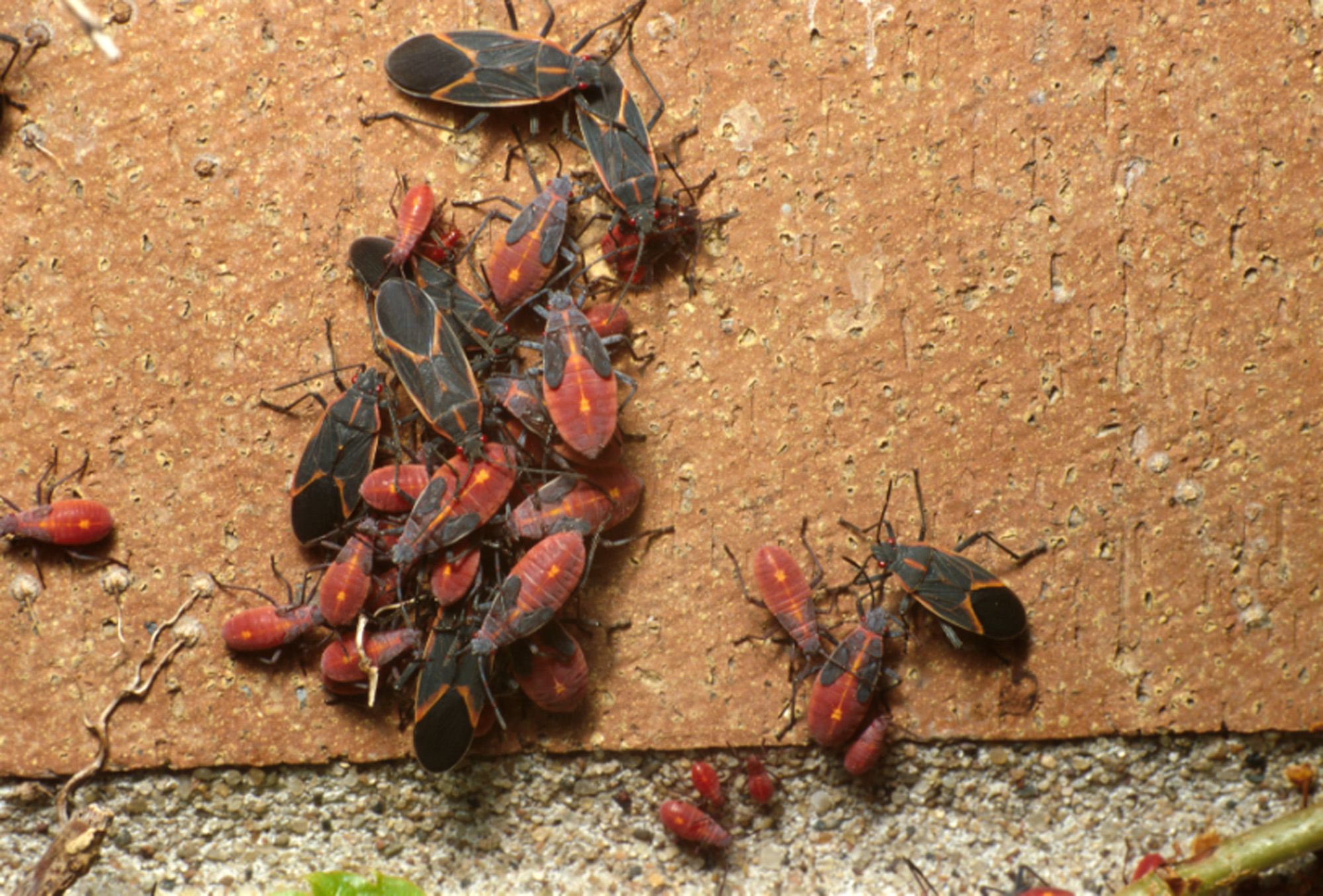 Boxelder bug exterminator