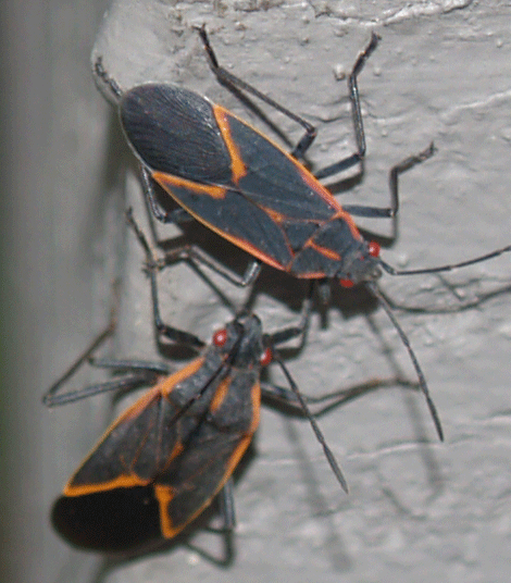 Box Elder Bug Exterminator Minneapolis