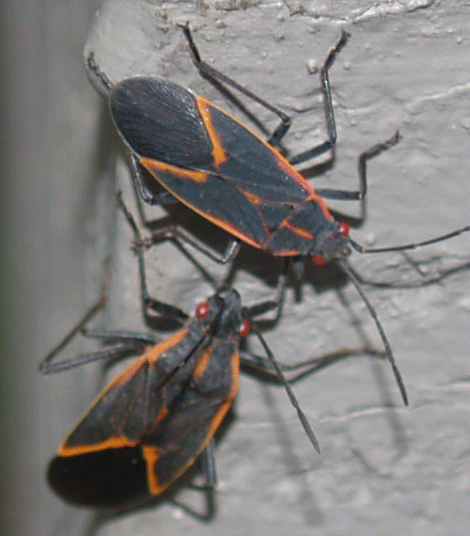 Boxelder Bug Removal