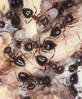 Ant Extermination MN