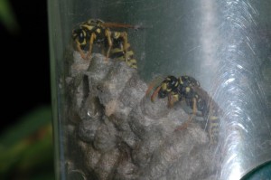 Wasp Exterminator Mounds View MN