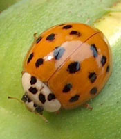 https://www.greenmnpest.com/wp-content/uploads/2013/08/asian_lady_beetle-Multicolored-Asian-Lady-Beetle.jpg