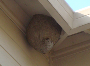 Wasp Nest