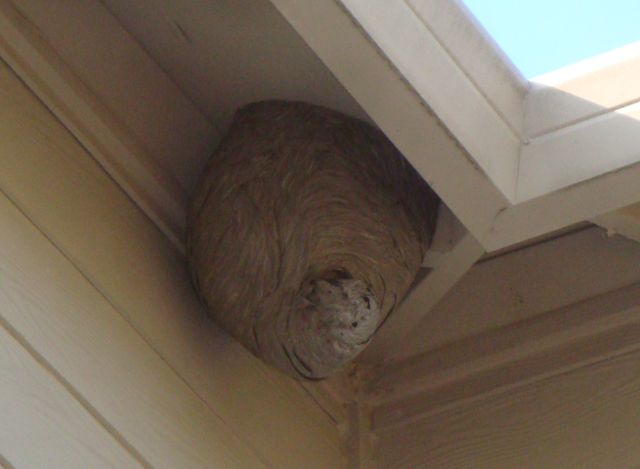 Wasp Nest Removal Minneapolis