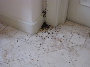 Ant Inspection Company in Minneapolis