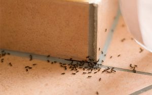 Ant Problems in St. Paul, MN