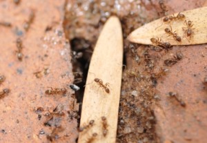 Ant Infestation