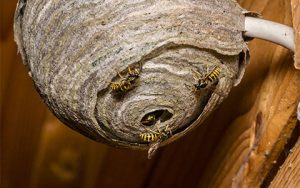 Bees And Wasp Extermination Services In Minnetonka