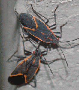 Box Elder Bugs