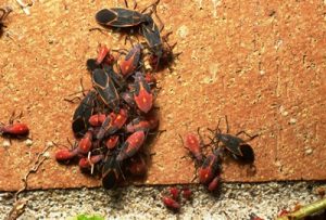 Box Elder Bug Exterminator North Metro