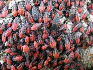 Boxelder Bug Extermination in The Fall