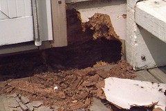 Carpenter Ant Damage