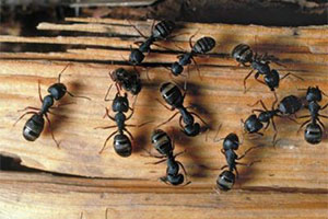 Carpenter Ant Exterminator Near Me | Minnesota Bug Exterminator