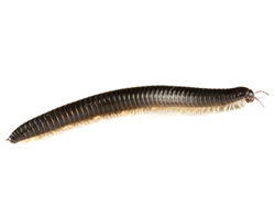Centipede And Millipede Extermination In The Twin Cities