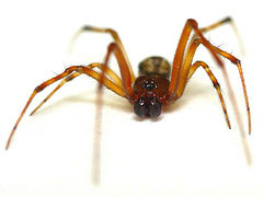 Closeup image of a common house spider found in Minnesota