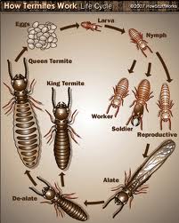 Dealing With Termites And Termite Damage