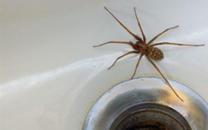 Effective Spider Removal in Twin Cities, MN