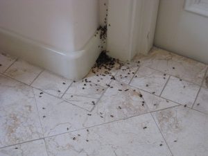 Eliminate Black Ant Infestations In Your Home
