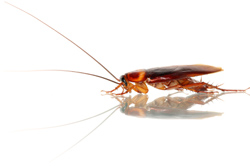 Get Rid of Roaches in your Home Quickly