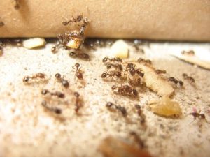 Home Insect Removal Services