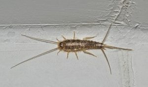 How Silverfish enter the house