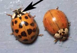 Minnesota Pest Control Solutions For The Asian Ladybug