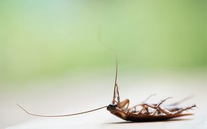 Roach Extermination Professionals MN - Organic Pest Control