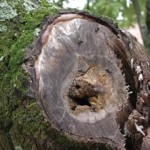 Outdoors, the most common nest site of black carpenter ants is in hardwood trees containing one or more treeholes.