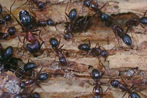 Remove Ants And Keep Them Form Returning